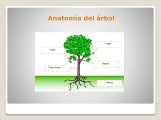 Anatomía del árbol
Tallo o fuste
Fruto
Hojas
Ramas
Raíces
 