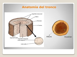 Anatomía del tronco
 