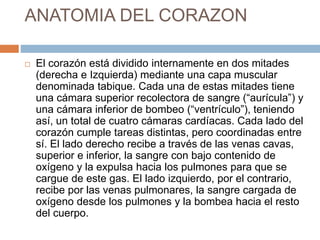 ANATOMIA DEL CORAZON
 El corazón está dividido internamente en dos mitades
(derecha e Izquierda) mediante una capa muscular
denominada tabique. Cada una de estas mitades tiene
una cámara superior recolectora de sangre (“aurícula”) y
una cámara inferior de bombeo (“ventrículo”), teniendo
así, un total de cuatro cámaras cardíacas. Cada lado del
corazón cumple tareas distintas, pero coordinadas entre
sí. El lado derecho recibe a través de las venas cavas,
superior e inferior, la sangre con bajo contenido de
oxígeno y la expulsa hacia los pulmones para que se
cargue de este gas. El lado izquierdo, por el contrario,
recibe por las venas pulmonares, la sangre cargada de
oxígeno desde los pulmones y la bombea hacia el resto
del cuerpo.
 
