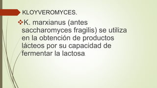 KLOYVEROMYCES.
K. marxianus (antes
saccharomyces fragilis) se utiliza
en la obtención de productos
lácteos por su capacidad de
fermentar la lactosa.
 