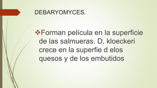DEBARYOMYCES.
Forman película en la superficie
de las salmueras. D. kloeckeri
crece en la superfie d elos
quesos y de los embutidos
 