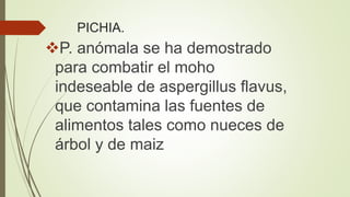 PICHIA.
P. anómala se ha demostrado
para combatir el moho
indeseable de aspergillus flavus,
que contamina las fuentes de
alimentos tales como nueces de
árbol y de maiz
 