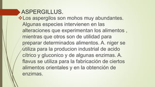 ASPERGILLUS.
Los aspergilos son mohos muy abundantes.
Algunas especies intervienen en las
alteraciones que experimentan los alimentos ,
mientras que otros son de utilidad para
preparar determinados alimentos. A. niger se
utiliza para la producion industrial de acido
cítrico y gluconico y de algunas enzimas. A.
flavus se utiliza para la fabricación de ciertos
alimentos orientales y en la obtención de
enzimas.
 