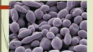 Imagenes de levaduras
 