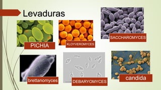 Levaduras
PICHIA KLOYVEROMYCES
SACCHAROMYCES
brettanomyces DEBARYOMYCES
candida
 