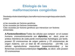 Desdeelpuntodevistaetiológico,lasmalformacionescongénitaspuedenclasific
arseen:
a) las causadas por factores genéticos
b) las causadas por factores ambientales
C)las causadas por factores genéticos que interactúan con factores
ambientales
Etiología de las
malformaciones congénitas
A.FactoresGenéticos:Todas las células que compon en el cuerpo
humano, cromosómicamente son diploides, es decir, pose en
ambos miembros de cada parde cromosomas homólogos; por tanto,
poseen 23 cromosomas de origen paterno y 23 cromosomas de
origen materno, con un total de 46 cromosomas (2n=46). Las
células reproductoras masculinas (espermatozoides) y las
femeninas (ovocitosecundario)son haploides, es decir, sólo poseen
23 cromosomas
 