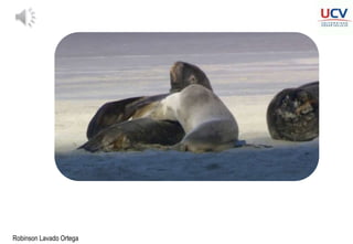 Robinson Lavado Ortega
 