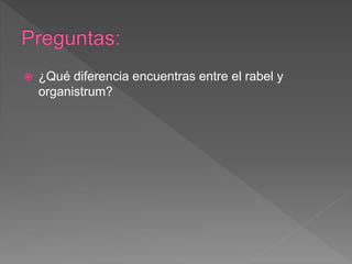  ¿Qué diferencia encuentras entre el rabel y
organistrum?
 