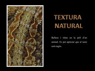 Bellesa i ritme en la pell d’un
animal. Es pot apreciar que al tacte
serà rugós.
 