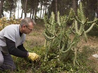 Treballs en La Carrasca