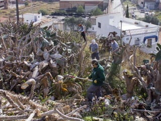 Treballs en La Carrasca