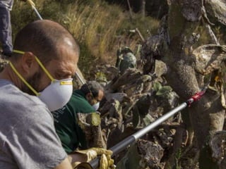 Treballs en La Carrasca