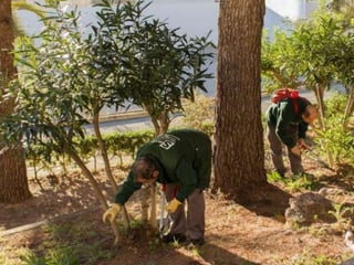 Treballs en La Carrasca