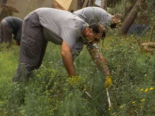 Treballs en La Carrasca