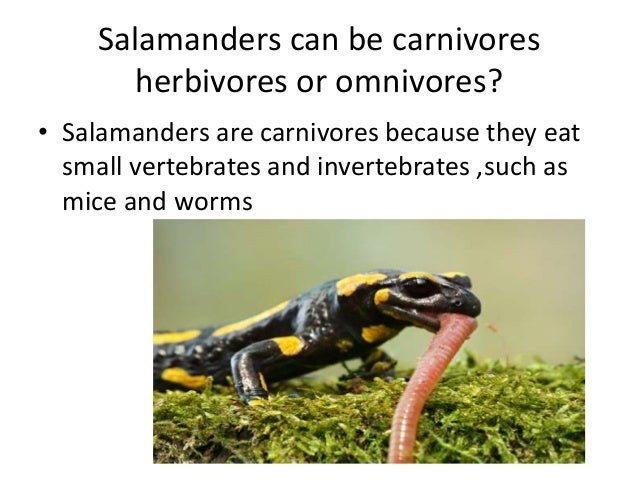 is a mouse a carnivore herbivore or omnivore under is a mouse a carnivore herbivore or omnivore