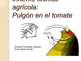 Informe técnico
agrícola:
Pulgón en el tomate
Amanda Fernández Vázquez
Rocío Martín Sevilla
 