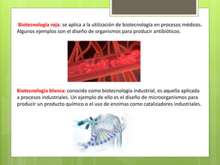 Biotecnología roja: se aplica a la utilización de biotecnología en procesos médicos.
Algunos ejemplos son el diseño de organismos para producir antibióticos.
Biotecnología blanca: conocida como biotecnología industrial, es aquella aplicada
a procesos industriales. Un ejemplo de ello es el diseño de microorganismos para
producir un producto químico o el uso de enzimas como catalizadores industriales.
 