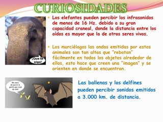  Los elefantes pueden percibir los infrasonidos
de menos de 16 Hz. debido a su gran
capacidad craneal, donde la distancia entre los
oídos es mayor que la de otros seres vivos.
 Los murciélagos las ondas emitidas por estos
animales son tan altas que “rebotan”
fácilmente en todos los objetos alrededor de
ellos, esto hace que creen una “imagen” y se
orienten en donde se encuentran.
 Las ballenas y los delfines
pueden percibir sonidos emitidos
a 3.000 km. de distancia.
 
