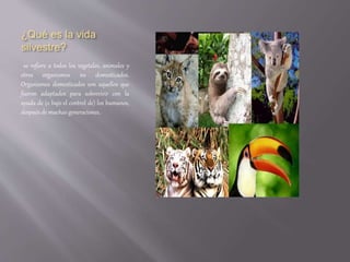 ¿Qué es la vida
silvestre?
se refiere a todos los vegetales, animales y
otros organismos no domesticados.
Organismos domesticados son aquellos que
fueron adaptados para sobrevivir con la
ayuda de (o bajo el control de) los humanos,
después de muchas generaciones.
 