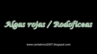 Algas Rojas: RHODOPHYTA