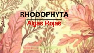 RHODOPHYTA
Algas Rojas
 
