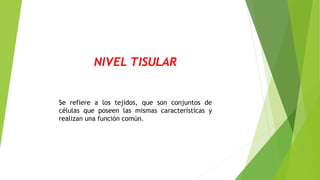 NIVEL TISULAR
Se refiere a los tejidos, que son conjuntos de
células que poseen las mismas características y
realizan una función común.
 