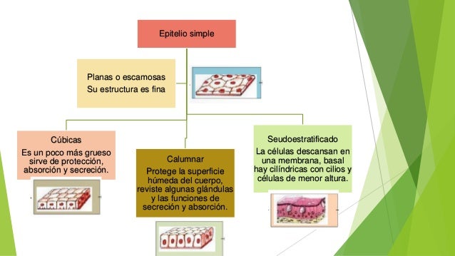 Niveles de organizacion del cuerpo humano tisular