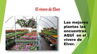 El vivero de Elver
Las mejores
plantas las
encuentras
AQUÍ en el
vivero de
Elver.
 