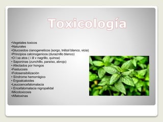 •Vegetales toxicos
•Naturales
•Glucosidos cianogeneticos (sorgo, trébol blanco, vicia)
•Principios calcinogenicos (duraznillo blanco)
•O l xa atos ( i ill v nagrillo, quinoa)
• Saponinas (zunchillo, paraíso, abrojo)
• Afectados por hongos
•Festucosis
•Fotosensibilización
• Síndrome hemorrágico
• Ergoalcaloides
•Leucoencefalomalacia
• Encefalomalacia nigropalidal
•Micotoxicosis
•Aflatoxinas
 