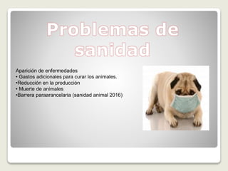 Aparición de enfermedades
• Gastos adicionales para curar los animales.
•Reducción en la producción
• Muerte de animales
•Barrera paraarancelaria (sanidad animal 2016)
 
