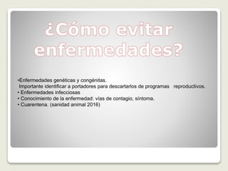 •Enfermedades genéticas y congénitas.
Importante identificar a portadores para descartarlos de programas reproductivos.
• Enfermedades infecciosas
• Conocimiento de la enfermedad: vías de contagio, síntoma.
• Cuarentena. (sanidad animal 2016)
 