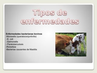 Enfermedades bacterianas bovinos
-Moraxella (queratoconjuntivitis)
-E. coli
-Salmonella
- Paratuberculosis
-Rickettsia
-Bacterias causantes de Mastitis
 