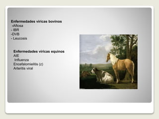 Enfermedades víricas bovinos
-Aftosa
- IBR
-DVB
- Leucosis
Enfermedades víricas equinos
AIE
Influenza
Encefalomielitis (z)
Arteritis viral
 