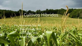 Cultivos Híbridos
Por: Monserrat Cruz #6
Blanca Huerta #14
Julio López #17
Rafael Rodríguez #29
 