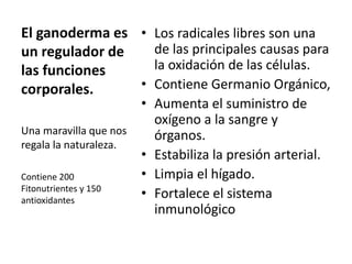 El ganoderma es
un regulador de
las funciones
corporales.
Una maravilla que nos
regala la naturaleza.
Contiene 200
Fitonutrientes y 150
antioxidantes
• Los radicales libres son una
de las principales causas para
la oxidación de las células.
• Contiene Germanio Orgánico,
• Aumenta el suministro de
oxígeno a la sangre y
órganos.
• Estabiliza la presión arterial.
• Limpia el hígado.
• Fortalece el sistema
inmunológico
 
