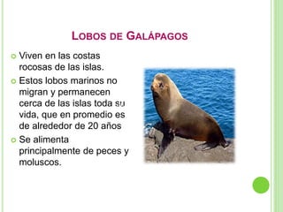 LOBOS DE GALÁPAGOS
 Viven en las costas
rocosas de las islas.
 Estos lobos marinos no
migran y permanecen
cerca de las islas toda su
vida, que en promedio es
de alrededor de 20 años
 Se alimenta
principalmente de peces y
moluscos.
Lobos de Galápagos
 