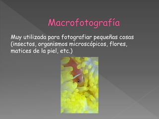 Muy utilizada para fotografiar pequeñas cosas
(insectos, organismos microscópicos, flores,
matices de la piel, etc.)
 