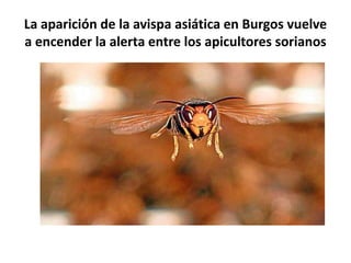 La aparición de la avispa asiática en Burgos vuelve
a encender la alerta entre los apicultores sorianos
 