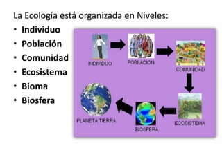 La Ecología está organizada en Niveles:
• Individuo
• Población
• Comunidad
• Ecosistema
• Bioma
• Biosfera
 