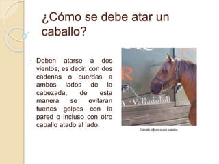 ¿Cómo se debe atar un
caballo?
• Deben atarse a dos
vientos, es decir, con dos
cadenas o cuerdas a
ambos lados de la
cabezada, de esta
manera se evitaran
fuertes golpes con la
pared o incluso con otro
caballo atado al lado.
 
