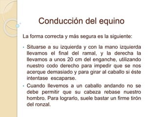 Conducción del equino
La forma correcta y más segura es la siguiente:
• Situarse a su izquierda y con la mano izquierda
llevamos el final del ramal, y la derecha la
llevamos a unos 20 cm del enganche, utilizando
nuestro codo derecho para impedir que se nos
acerque demasiado y para girar al caballo si éste
intentase escaparse.
• Cuando llevemos a un caballo andando no se
debe permitir que su cabeza rebase nuestro
hombro. Para lograrlo, suele bastar un firme tirón
del ronzal.
 