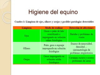 Higiene del equino
 