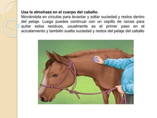 Usa la almohaza en el cuerpo del caballo.
Moviéndola en círculos para levantar y soltar suciedad y restos dentro
del pelaje. Luego puedes continuar con un cepillo de raíces para
quitar estos residuos, usualmente es el primer paso en el
acicalamiento y también suelta suciedad y restos del pelaje del caballo
 