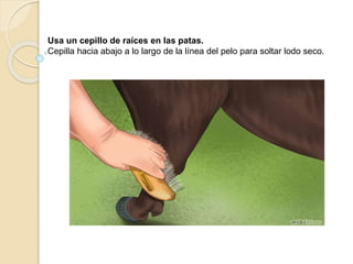 Usa un cepillo de raíces en las patas.
Cepilla hacia abajo a lo largo de la línea del pelo para soltar lodo seco.
 