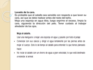 Lavado de la cara.
Es probable que el caballo sea sensible con respecto a que laven su
cara, así que se debe realizar antes del resto del baño.
Moja una esponja en agua tibia, luego exprime el exceso, limpia la
cara, siguiendo la dirección del pelo. Tener cuidado al trabajar
alrededor de los ojos.
 
