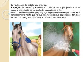 Lava el pelaje del caballo con champú.
Enjuague. El champú que quede en contacto con la piel puede irritar o
secar la piel, dando como resultado un pelaje sin brillo.
usar un balde de agua limpia y enjuaga el pelaje con una esponja húmeda
reiteradamente hasta que no quede ningún residuo espumoso o también
se usa una manguera para lavar al caballo cuidadosamente
 