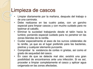 Limpieza de cascos
• Limpiar diariamente por la mañana, después del trabajo o
de una caminata.
• Debe realizarse en las cuatro patas, con un gancho
especial para limpiar cascos y con mucho cuidado para no
lastimar al caballo.
• Eliminar la suciedad trabajando desde el talón hacia la
lumbre; poniendo especial cuidado para no penetrar en las
zonas blandas de la ranilla.
• Cuidar especialmente el aseo de los surcos colaterales de
la ranilla, ya que es el lugar preferido para las bacterias,
piedras y cualquier elemento punzante.
• Comprobar la existencia de cortes ni grietas, así como el
grado de sequedad del casco.
• En caso de que se detecte mal olor, existirá una gran
posibilidad de encontrarnos ante una infección. Si es así,
proceder a limpiar completamente el casco y aplicar agua
oxigenada en las zonas afectadas.
 