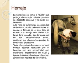 Herraje
• La herradura es como la “suela” que
protege el casco del caballo, previene
su desgaste excesivo y lo cuida del
deterioro.
• A la hora de determinar la necesidad
de herrar al caballo debemos tener en
cuenta el terreno en el que éste se
mueve y el trabajo que realiza a lo
largo de la jornada. Los terrenos que
no son excesivamente duros,
conllevan que el animal no precise de
demasiada protección.
• Tanto el recorte de los cascos como el
herraje deberán realizarse por el
herrador con una periodicidad que
dependerá directamente del nivel y
tipo de trabajo realizado por el animal,
junto con su rapidez de crecimiento.
 