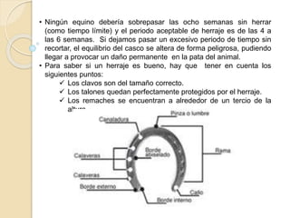 • Ningún equino debería sobrepasar las ocho semanas sin herrar
(como tiempo límite) y el periodo aceptable de herraje es de las 4 a
las 6 semanas. Si dejamos pasar un excesivo periodo de tiempo sin
recortar, el equilibrio del casco se altera de forma peligrosa, pudiendo
llegar a provocar un daño permanente en la pata del animal.
• Para saber si un herraje es bueno, hay que tener en cuenta los
siguientes puntos:
 Los clavos son del tamaño correcto.
 Los talones quedan perfectamente protegidos por el herraje.
 Los remaches se encuentran a alrededor de un tercio de la
altura.
 
