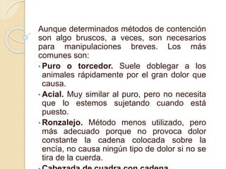 Aunque determinados métodos de contención
son algo bruscos, a veces, son necesarios
para manipulaciones breves. Los más
comunes son:
• Puro o torcedor. Suele doblegar a los
animales rápidamente por el gran dolor que
causa.
• Acial. Muy similar al puro, pero no necesita
que lo estemos sujetando cuando está
puesto.
• Ronzalejo. Método menos utilizado, pero
más adecuado porque no provoca dolor
constante la cadena colocada sobre la
encía, no causa ningún tipo de dolor si no se
tira de la cuerda.
 